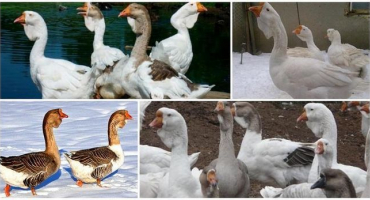 Popis a charakteristika hus plemene kholmogory, kolik stojí